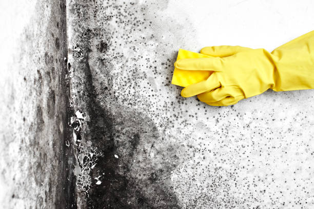 Best Industrial Mold Remediation in Oakdale, CA