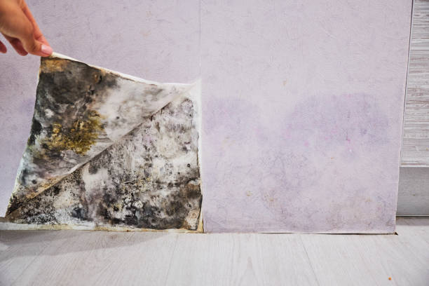 Best Black Mold Remediation in Oakdale, CA